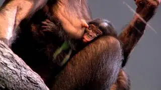 Zoo Shows Off Newest Baby Bonobo - Cincinnati Zoo
