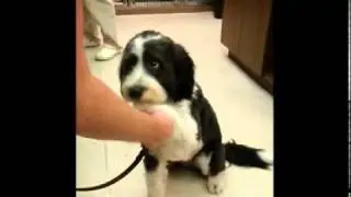 Ace the Wonder Dog!