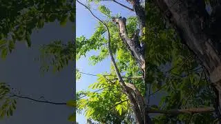 relaxing with clear weather #nature #relaxingscene #clearday #freshday #greentree #birdsounds #fresh