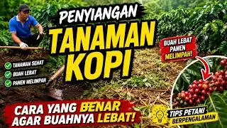 CARA PENYIANGAN KOPI || Tutorial menyiangi tanaman kopi arabika yang benar