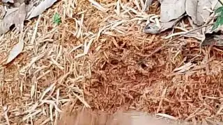 CRUSHED WOOD FOR GINGER#FERTILIZER#NONCPR MUSIC
