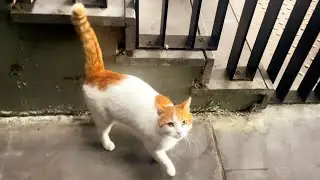 Cute Cat Moment 😻 Friendly Street Cat Melts Hearts with Purrs and Snuggles! 🐾