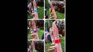 Plastic Legband engraved by Bacolod Negros Fighting Cock and Supplies. (Fb page)