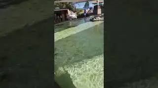AMAZING BATRAY in the WATER  #SANDIEGO #shortvideo #short #SHORTS #FUN #TIME #PLAY #seaworld #usa