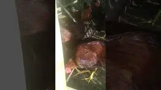 Morning patuka. #chickenfarming #please_subscribe_my_channel
