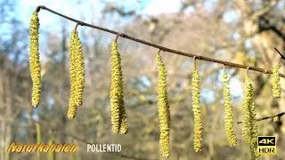 Naturkanalen 52 - Pollentid