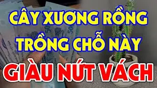 Nên Trồng Cây Xương Rồng Ở Đâu Để GÁNH LỘC VỀ NHÀ, Tiền Vàng Ùn Ùn Kéo Vào?
