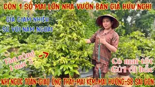 24/12☎️0706938527 Quế Anh ☎️🌳Mai Vàng Chơi Tết Giá Rẻ🌳sbsg-giảo phú tân-cúc thọ hương-giảo ông thầy🌳