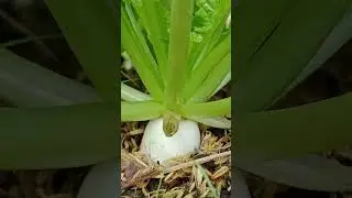Củ cải trắng l&uacute; lẻn rồi.