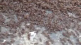 Ant war III: Protect the queen!
