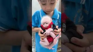 Steal a monkey baby 😂🤣 Sonsi family #shorts