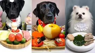 Супер-челлендж по выбору собачьего корма🍽️ | Лабрадоры и померанские шпицы пробуют уникальную еду...
