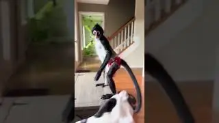 Funniest Animals Video 2022 |🐒🐒🐶Watch what a rowdy monkey