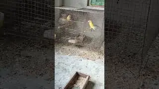 LOVE BIRD..movement#,🦜🦜🦜
