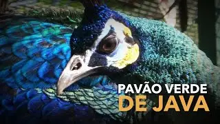 PAVÃO RARO? | Criadouro de Aves Exóticas | #BIRDTV