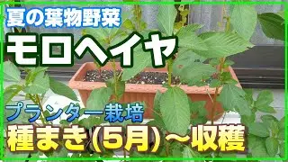#22 [Домашнее садоводство] Летние листовые овощи! Выращивание мулухии (кукурузы) – от посева (май...