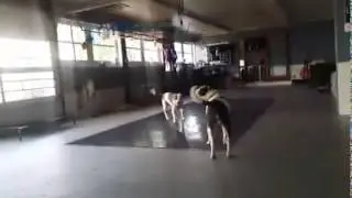 Barking at ghosts