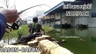 Cara mudah Mancing Ikan Nila/Mujair Liar | Mancing muara baru