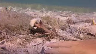 Octopus Egbert checking out my hand