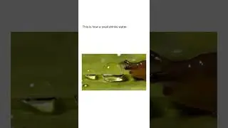 Le lumache bevono senza bere 🐌💧