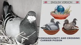 Кровное родство и скрещивание - почтовый голубь - 🇬🇧 АНГЛИЙСКАЯ ВЕРСИЯ 🇺🇸