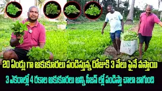 20 ఏండ్లు గా ఆకుకూరలు పండిస్తున్న రోజుకి 3 వేలు పైనే వస్తాయి| Leaf Vegetables Cultivation | kiran tv