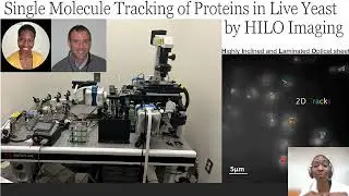 Single Molecule Tracking or SMT in live Yeast can be done and this is how we do it!