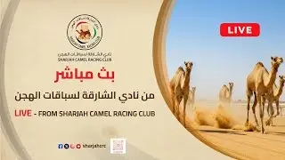 بث مباشر- نادي الشارقة لسباقات الهجن. شارة الديوان(9) لسن اللقايا صباح الأحد 18\1\2026
