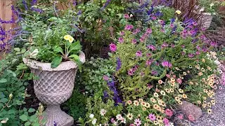 Planting Winter Planters with Snapdragons, Violas & Paperwhites Bulbs