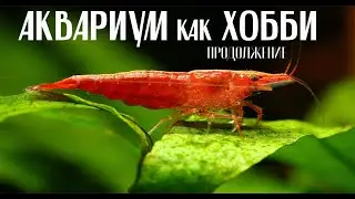 Аквариум 55 литров