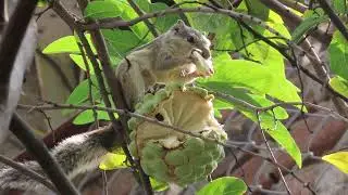 Five Striped Palm Squirrel. 15 11 25  S   Shiv Ngr d 1