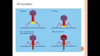 Definition of Pili | Difference Between Pili and Flagella | Types of Pili | Saleem