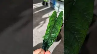 Alocasia Scalprum Care Tips & Close Up! #alocasia #Scalprum #houseplants #shorts