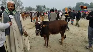 জানুয়ারী ২০২৬ সালে দেশি ষাড় গরুর দাম জানুন। গরুর হাট ২০২৬। বাসচড়া গরুর হাট ২০২৬