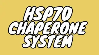 HSP-70 System