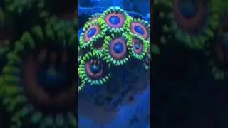 Hallucination zoa #adnannisa12 #fyp #livelovelaugh #reeftank #coralreef #colorfulzoa