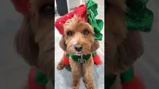 Her eyes at the end! #christmas #funny #funnyvideo #short #shorts #shortvideo #dogshorts #music
