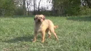 Wickerl