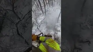Dangerous Dead Tree