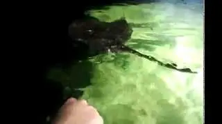 Bassin tactile &agrave; Nausicaa (2014)