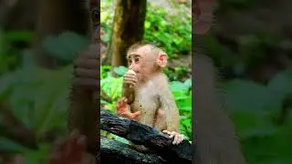 Best action of cute Lily fe,.els very excited when she gets fruits eating after raining #monkey