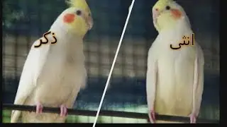 ازاى اعرف الذكر من الانثى فى الكوكتيل