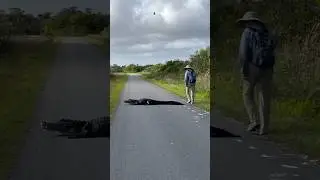 Walking Past an 8ft Gator - Alligator on the trail at Shark Valley