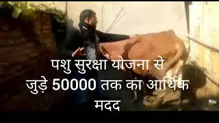 Oymom animal protection plan bihar 2019 2021