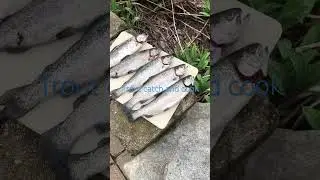 Trout catch and cook!
