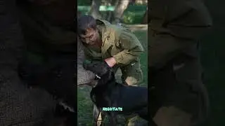 How Elite Dogs are Trained to Kill!!!  #dogbehavior #doggydog #dogadvice #elite dogs #army dogs