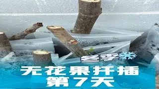 冬季无花果扦插，第7天芽点出来了 #无花果扦插 #无花果盆栽 #盆栽无花果 #无花果种植 #无花果采摘