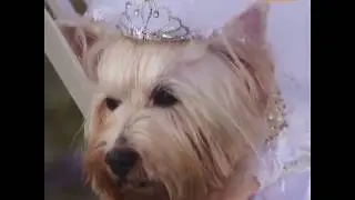 Los perros son el centro de atenci&oacute;n en el carnaval de Brasil