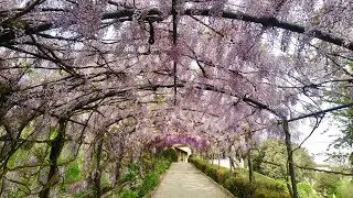 Giardino Bardini di Firenze - Saverio Pepe