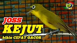 Kecial Kuning Ciak Joss Gacor Masteran Ampuh Kecial Kuning Malas Bunyi Bikin Cepat Joss versi